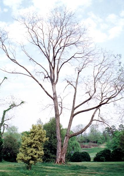 White blooms; Deciduous