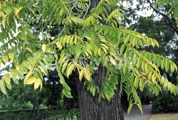 White blooms; Deciduous
