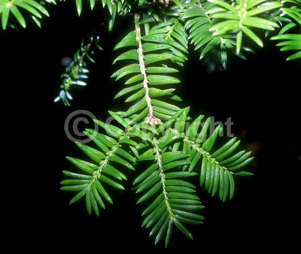 Unknown blooms; Evergreen
