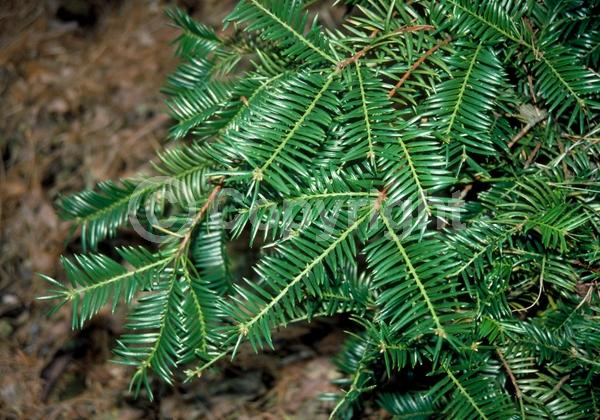 Unknown blooms; Evergreen