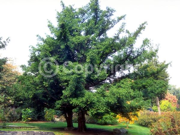 Unknown blooms; Evergreen