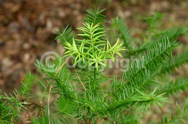 Evergreen; North American Native