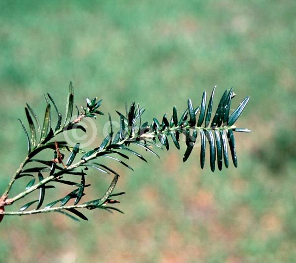 Evergreen; North American Native