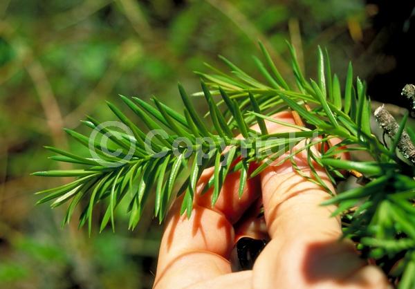 Evergreen; North American Native