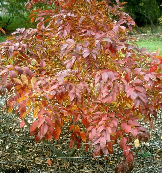 Deciduous; Broadleaf; North American Native