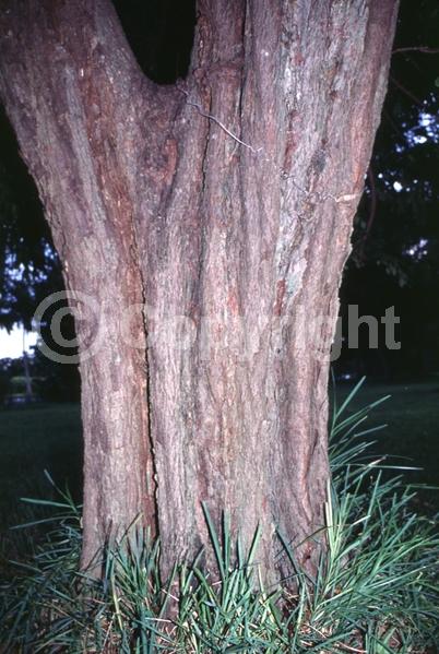 White blooms; Semi-evergreen