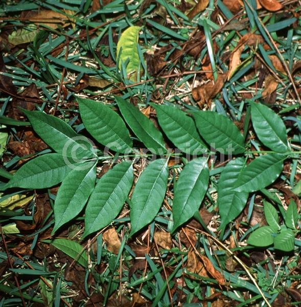 White blooms; Semi-evergreen