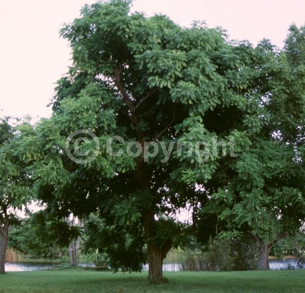 White blooms; Semi-evergreen