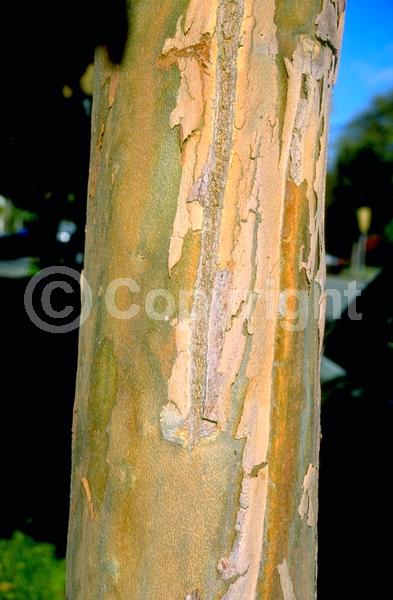 White blooms; Evergreen