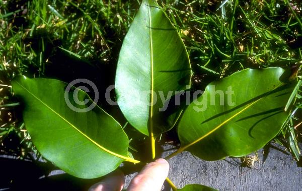 White blooms; Evergreen