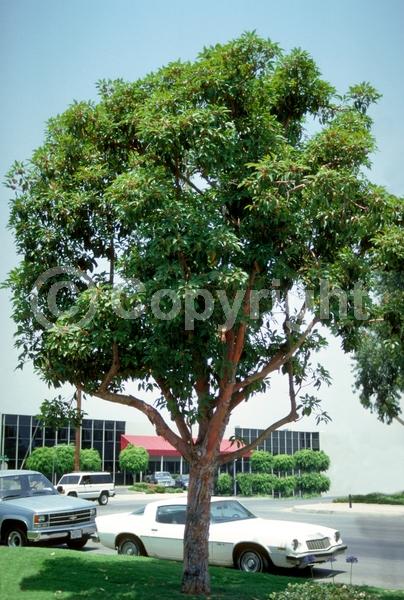 White blooms; Evergreen