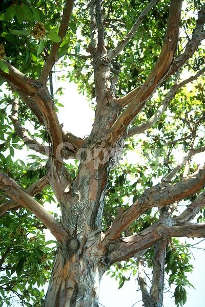 White blooms; Evergreen