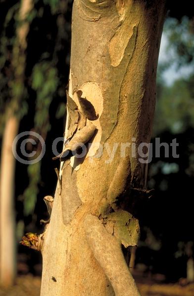 Yellow blooms; Evergreen; Broadleaf