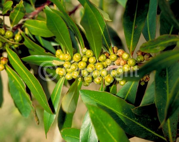 Yellow blooms; Evergreen; Broadleaf