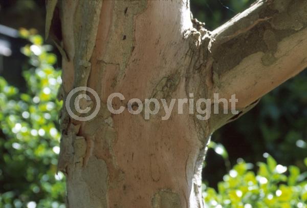 Yellow blooms; Evergreen; Broadleaf