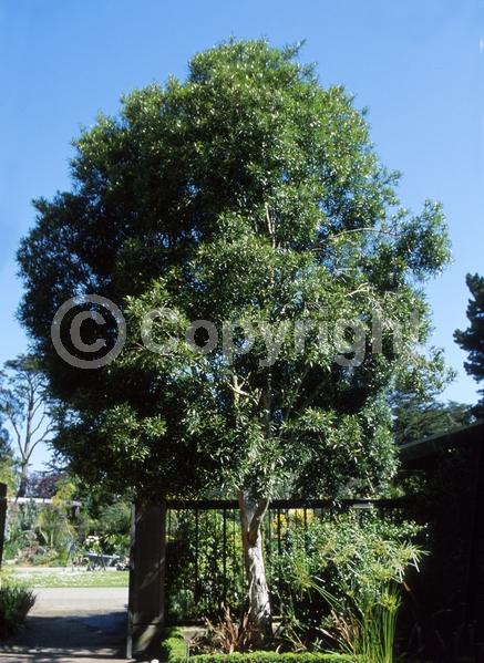 Yellow blooms; Evergreen; Broadleaf