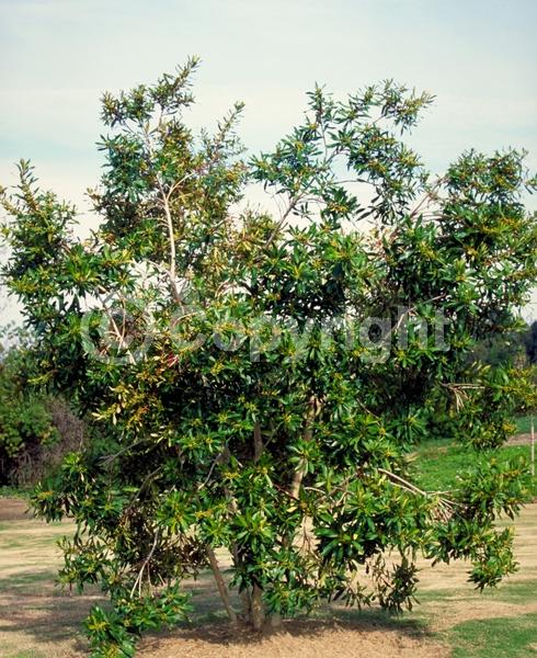 Yellow blooms; Evergreen; Broadleaf