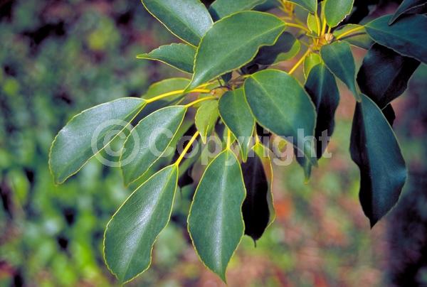 Green blooms; Evergreen