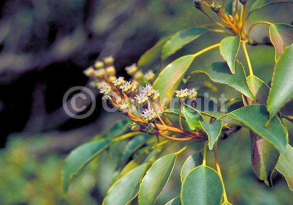 Green blooms; Evergreen