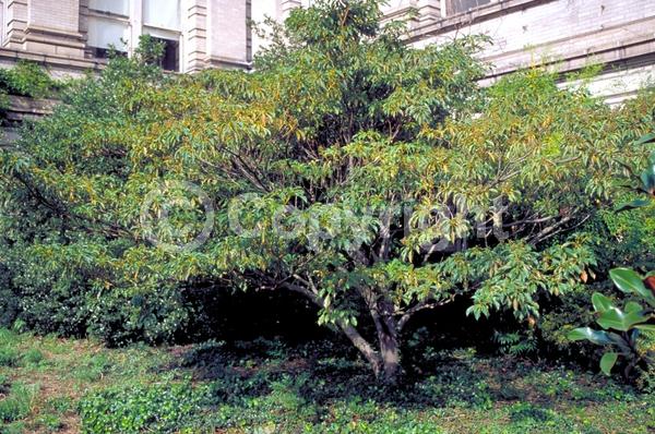 Green blooms; Evergreen