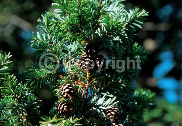Yellow blooms; Green blooms; Evergreen; Needles or needle-like leaf