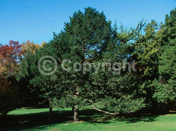 Yellow blooms; Green blooms; Evergreen; Needles or needle-like leaf