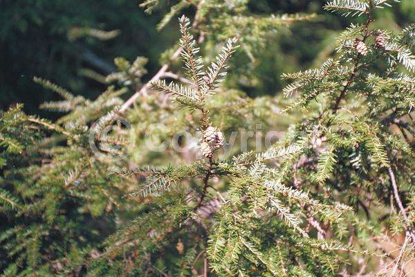 Yellow blooms; Green blooms; Evergreen; Needles or needle-like leaf; North American Native