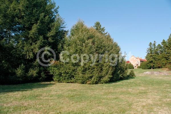 Yellow blooms; Green blooms; Evergreen; Needles or needle-like leaf; North American Native