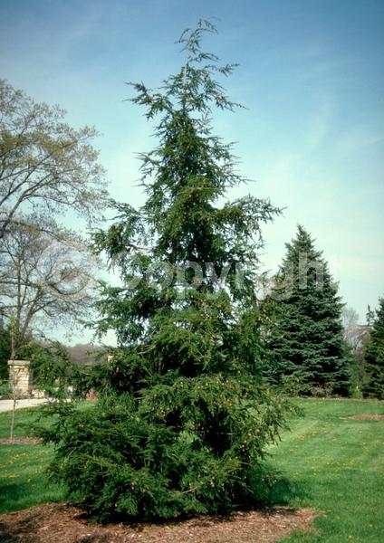 Yellow blooms; Green blooms; Evergreen; Needles or needle-like leaf; North American Native