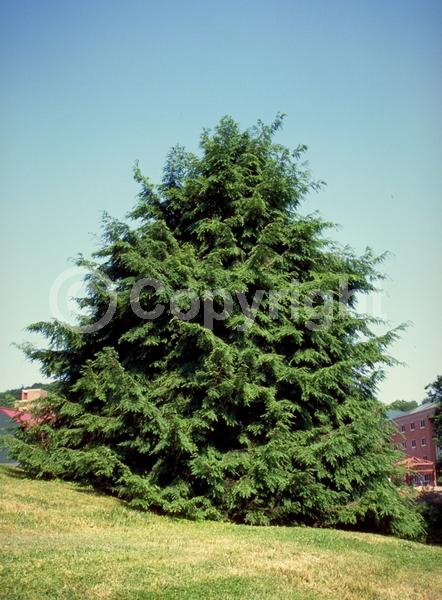 Yellow blooms; Green blooms; Evergreen; Needles or needle-like leaf; North American Native