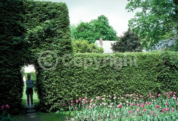 Yellow blooms; Green blooms; Evergreen; Needles or needle-like leaf; North American Native