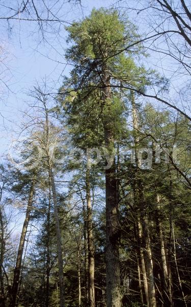 Yellow blooms; Green blooms; Evergreen; Needles or needle-like leaf; North American Native