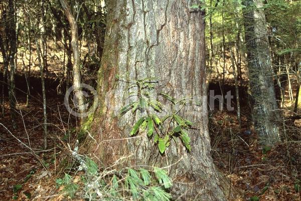 Yellow blooms; Green blooms; Evergreen; Needles or needle-like leaf; North American Native