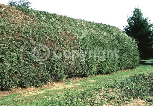Yellow blooms; Green blooms; Evergreen; Needles or needle-like leaf; North American Native