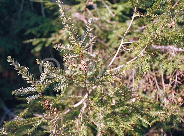 Yellow blooms; Green blooms; Evergreen; Needles or needle-like leaf; North American Native