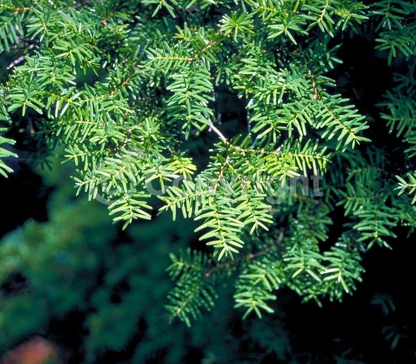 Yellow blooms; Green blooms; Evergreen; Needles or needle-like leaf; North American Native