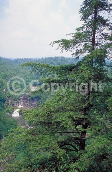 Yellow blooms; Green blooms; Evergreen; Needles or needle-like leaf; North American Native