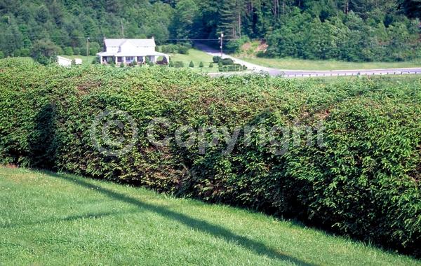 Yellow blooms; Green blooms; Evergreen; Needles or needle-like leaf; North American Native