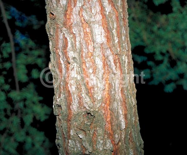 Yellow blooms; Green blooms; Evergreen; Needles or needle-like leaf; North American Native