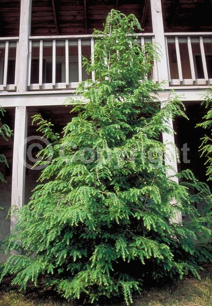 Yellow blooms; Green blooms; Evergreen; Needles or needle-like leaf; North American Native