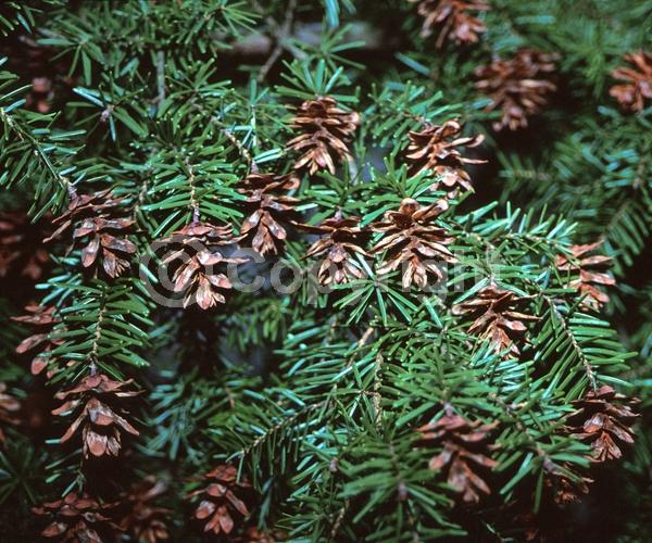 Yellow blooms; Green blooms; Evergreen; Needles or needle-like leaf; North American Native