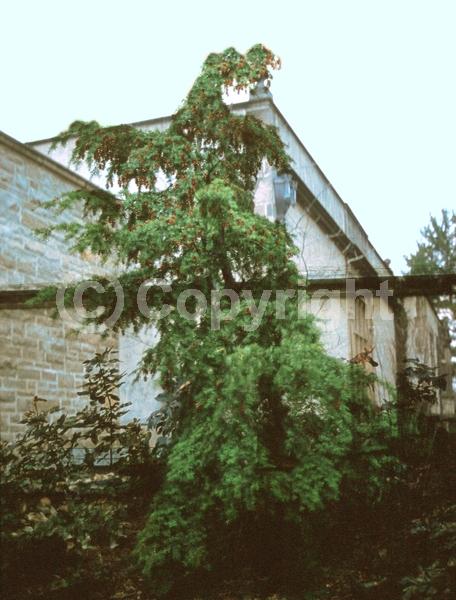 Yellow blooms; Green blooms; Evergreen; Needles or needle-like leaf; North American Native