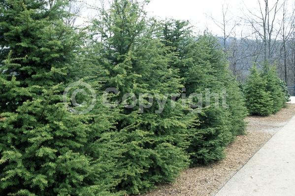 Yellow blooms; Green blooms; Evergreen; Needles or needle-like leaf; North American Native