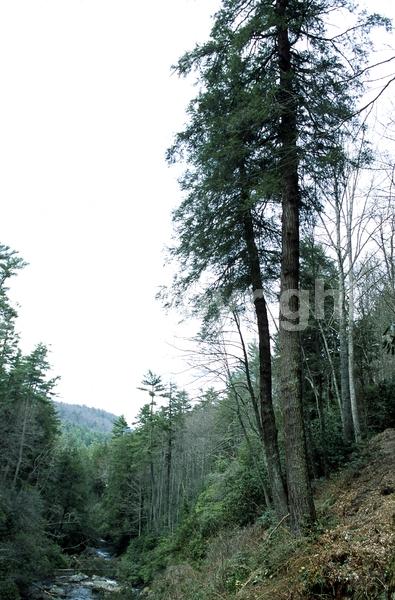 Yellow blooms; Green blooms; Evergreen; Needles or needle-like leaf; North American Native