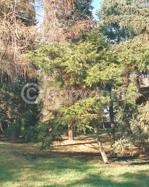 Yellow blooms; Green blooms; Evergreen; Needles or needle-like leaf; North American Native