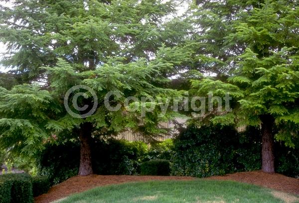 Yellow blooms; Green blooms; Evergreen; Needles or needle-like leaf; North American Native