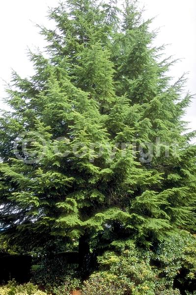 Yellow blooms; Green blooms; Evergreen; Needles or needle-like leaf; North American Native