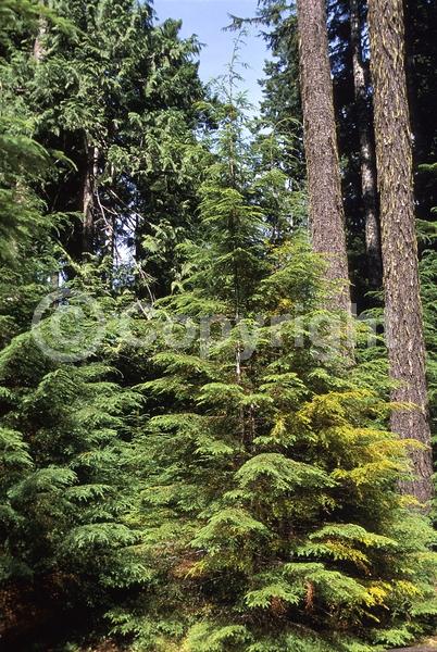Yellow blooms; Green blooms; Evergreen; Needles or needle-like leaf; North American Native
