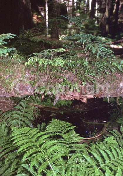 Yellow blooms; Green blooms; Evergreen; Needles or needle-like leaf; North American Native