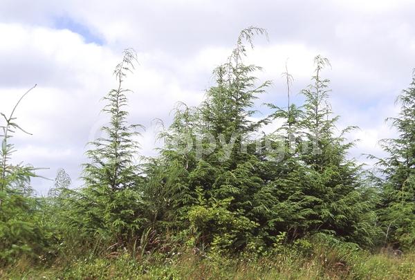 Yellow blooms; Green blooms; Evergreen; Needles or needle-like leaf; North American Native